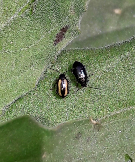 Phyllotreta