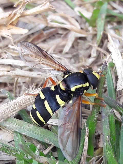 Xanthogramma citrofasciatum - korai oldalsávoslégy