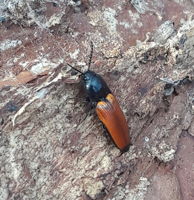 Ampedus glycereus - hosszúkás pattanó