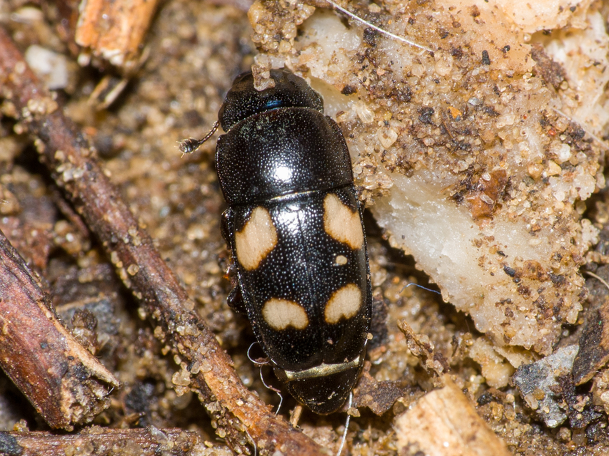 Glischrochilus quadrisignatus - amerikai fénybogár Glischrochilus quadrisignatus - amerikai fénybogár