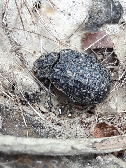 Trox sabulosus - közönséges irhabogár