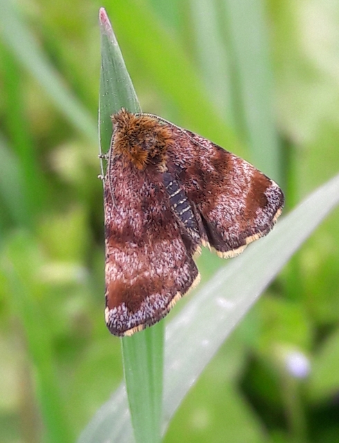 Panemeria tenebrata - apró sárgabagoly