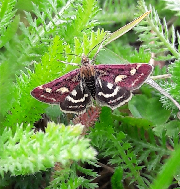 Pyrausta purpuralis - közönséges bíbormoly