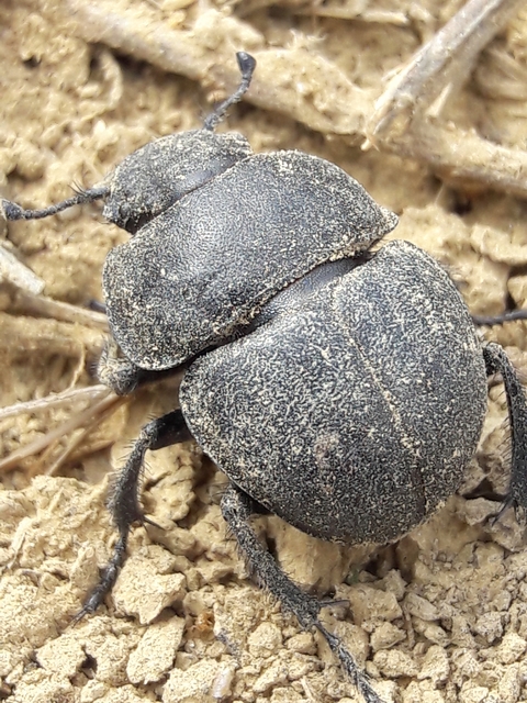 Lethrus apterus - nagyfejű csajkó