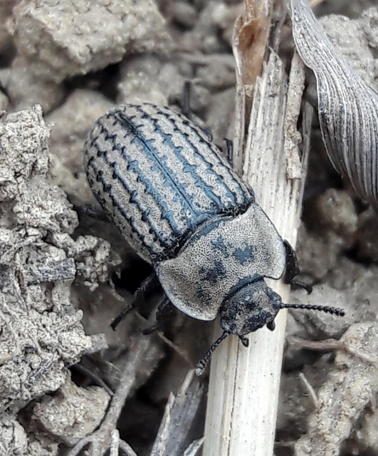 Opatrum sabulosum - sároshátú gyászbogár