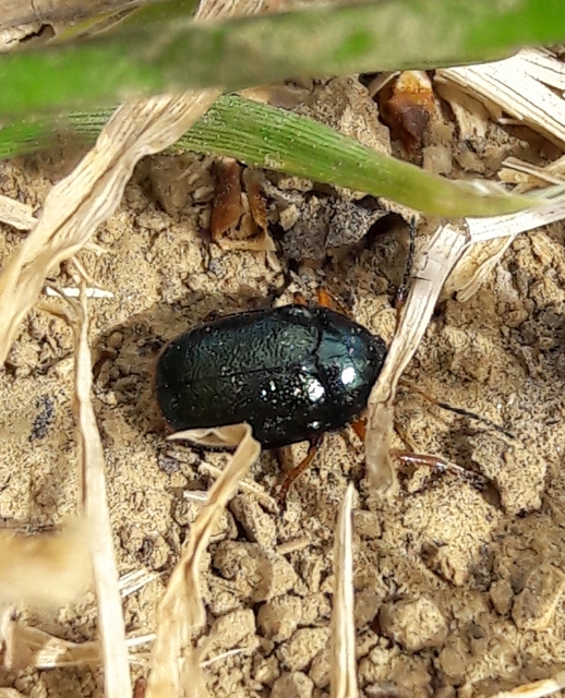Cryptocephalus schaefferi - lapátlábú zömökbogár