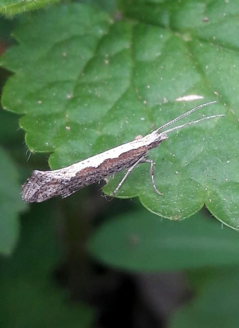 Plutella xylostella - káposztamoly
