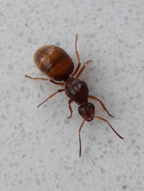 Prenolepis nitens - ragyogóhangya