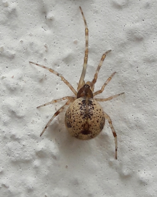 Parasteatoda tepidariorum - üvegházi törpepók