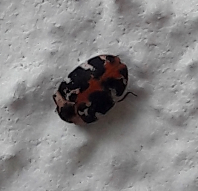 Anthrenus scrophulariae - nagy múzeumbogár