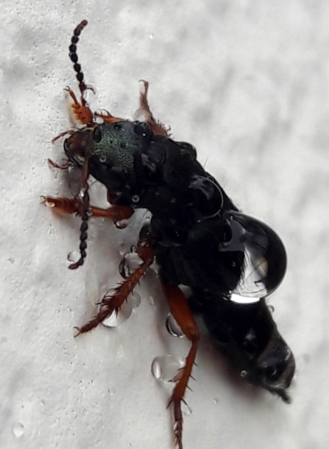 Platydracus fulvipes - fémkék holyva Platydracus fulvipes - fémkék holyva