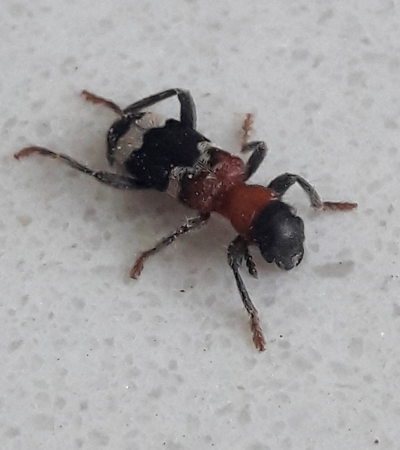 Thanasimus formicarius - vörösnyakú szúfarkas