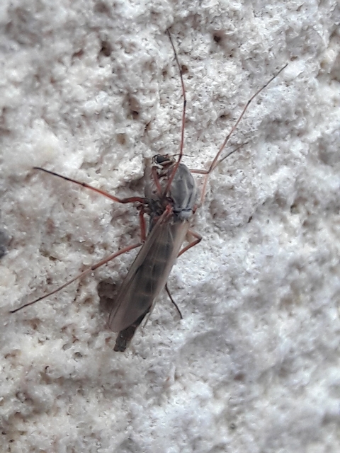 Chironomini