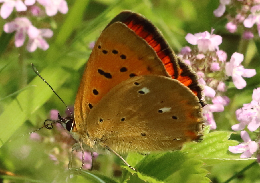 Lycaena virgaureae - arany-tűzlepke