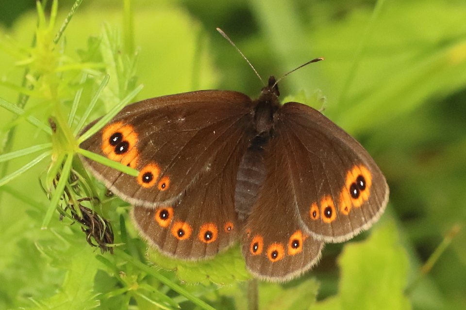 Erebia medusa - tavaszi szerecsenlepke
