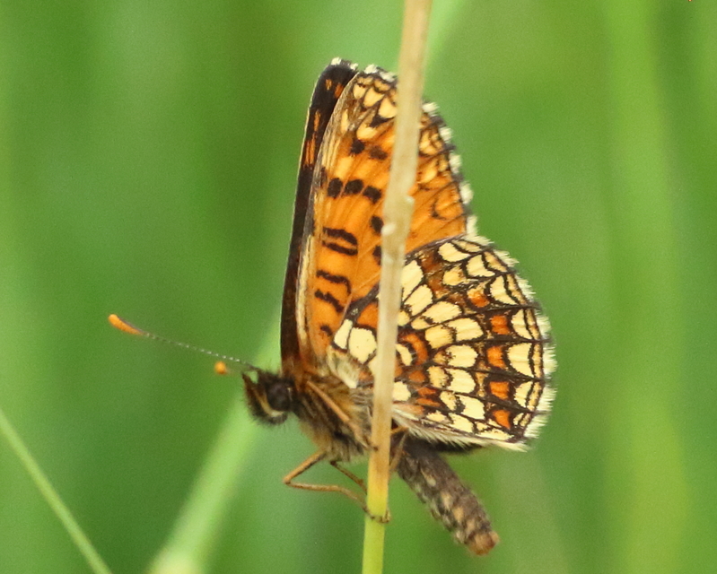 Melitaea britomartis - barnás tarkalepke