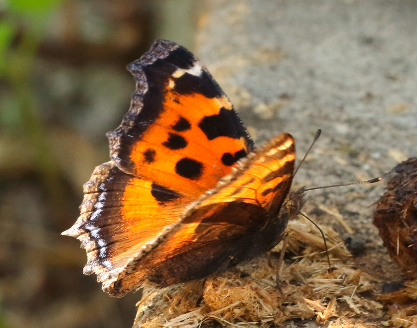 Nymphalis xanthomelas - vörös rókalepke