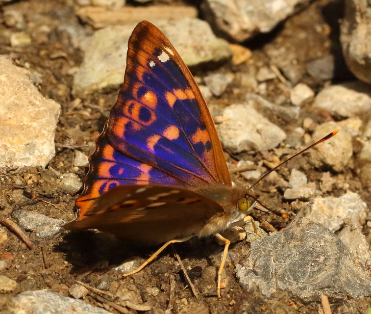 Apatura ilia - kis színjátszólepke