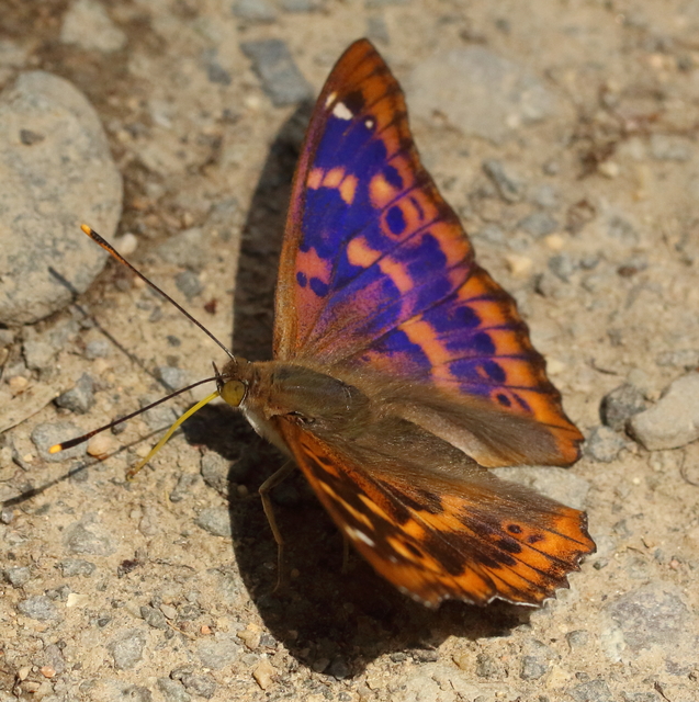Apatura ilia - kis színjátszólepke