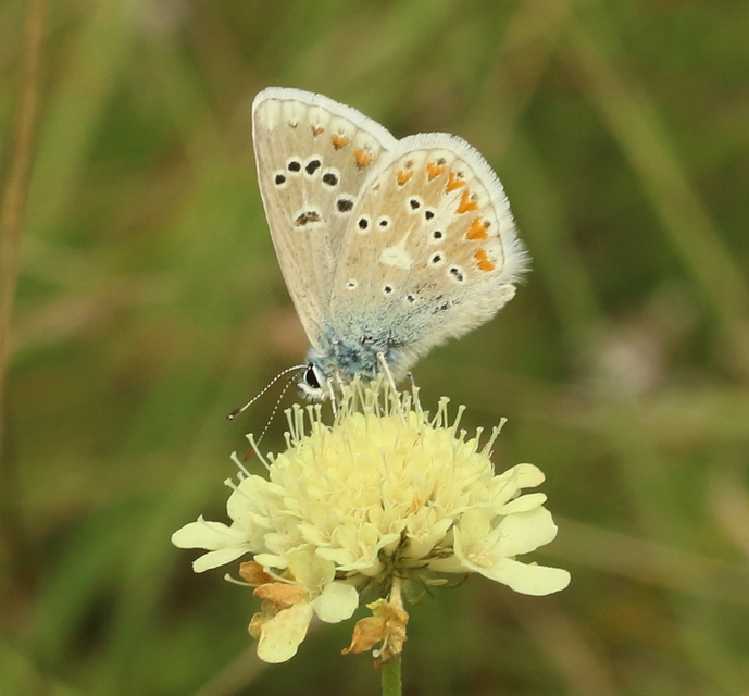 Polyommatus dorylas - fénylő boglárka