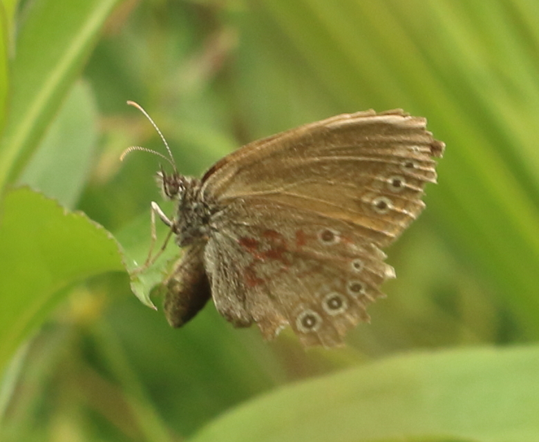 Coenonympha oedippus - ezüstsávos szénalepke