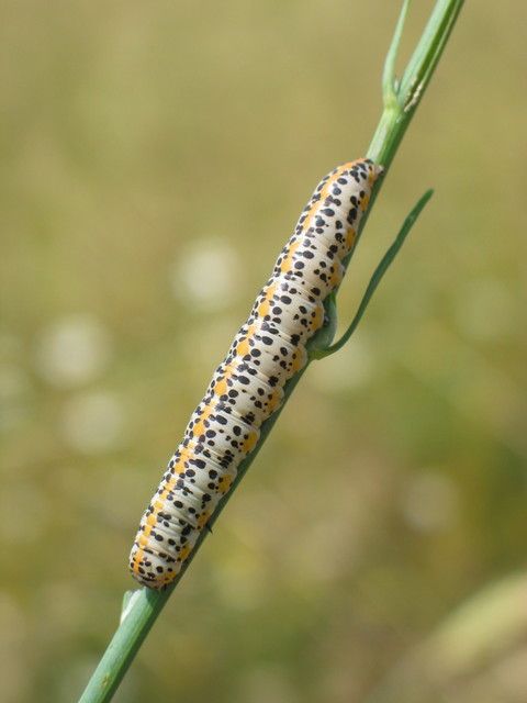 Cucullia balsamitae - homoki csuklyásbagoly