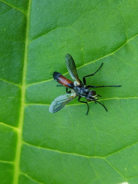 Cylindromyia
