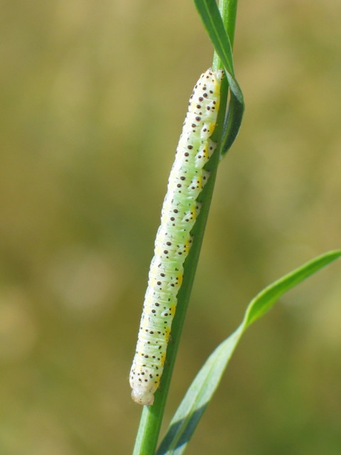 Cucullia balsamitae - homoki csuklyásbagoly