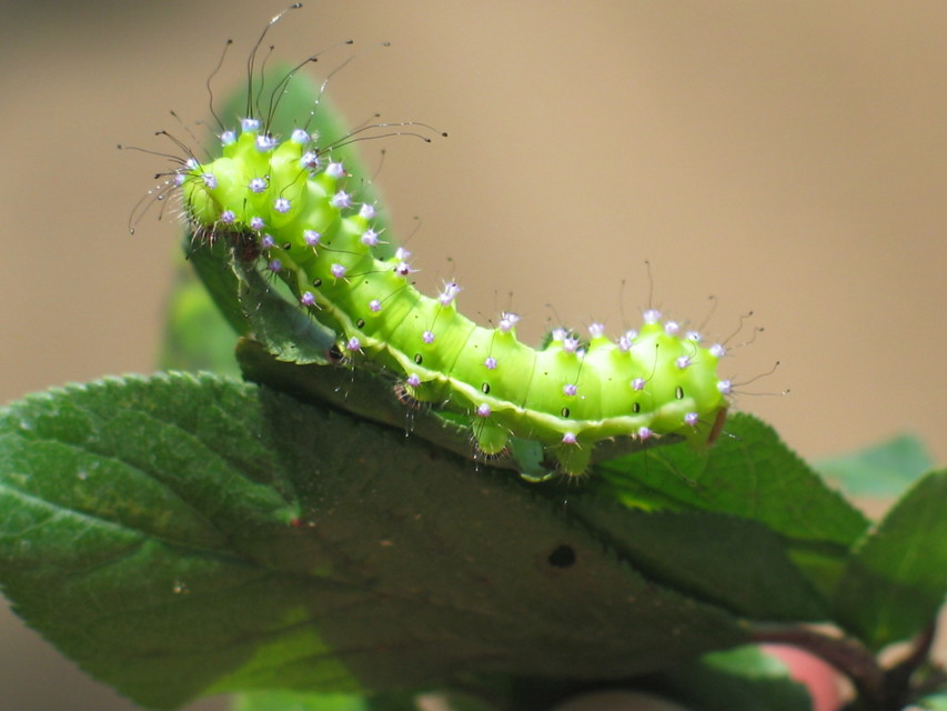 Saturnia pyri - nagy pávaszem