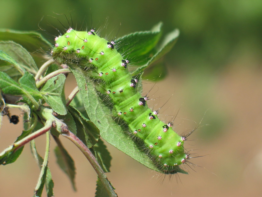 Saturnia pavoniella/pavonia