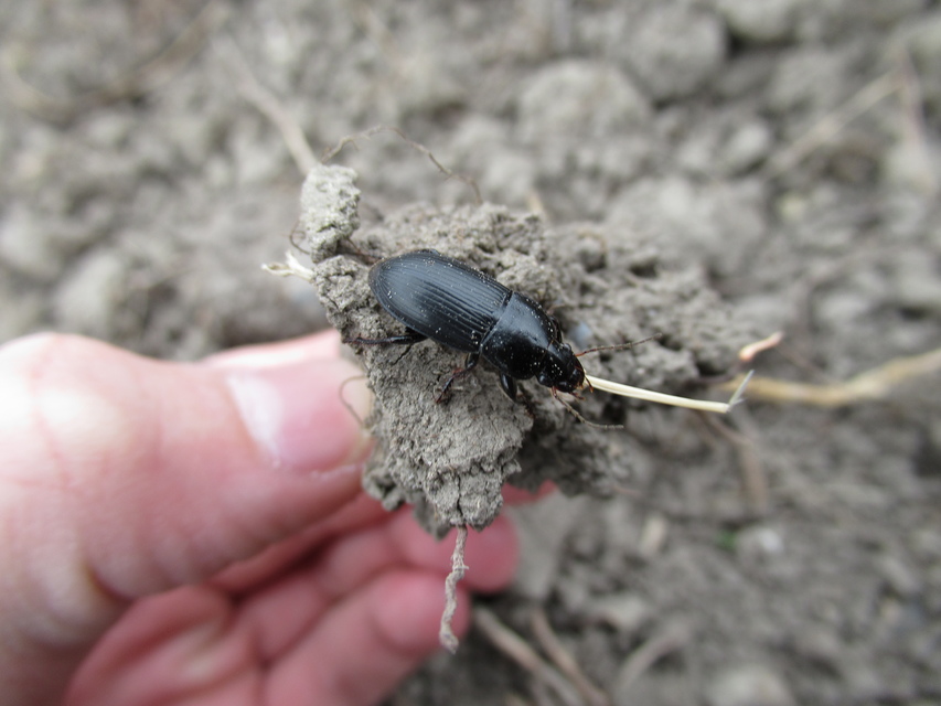Harpalus caspius - keleti lomhafutó