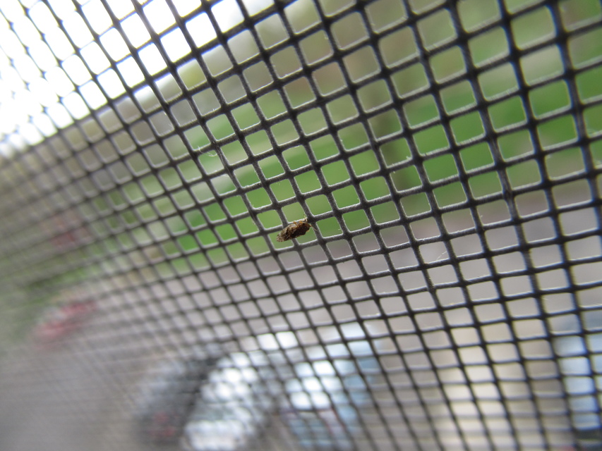 Psyllidae