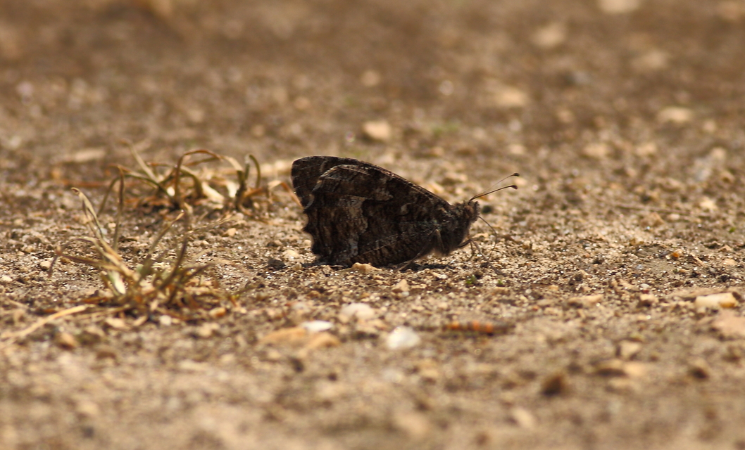 Hipparchia semele - barna szemeslepke