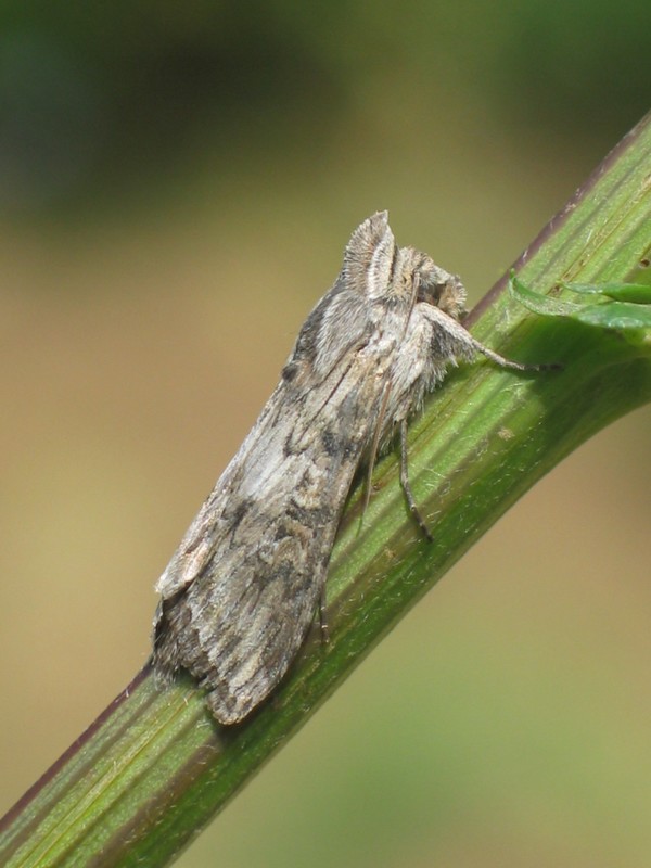 Cucullia artemisiae - feketeüröm-csuklyásbagoly