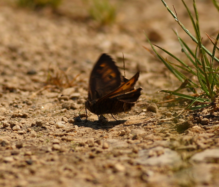 Hipparchia semele - barna szemeslepke