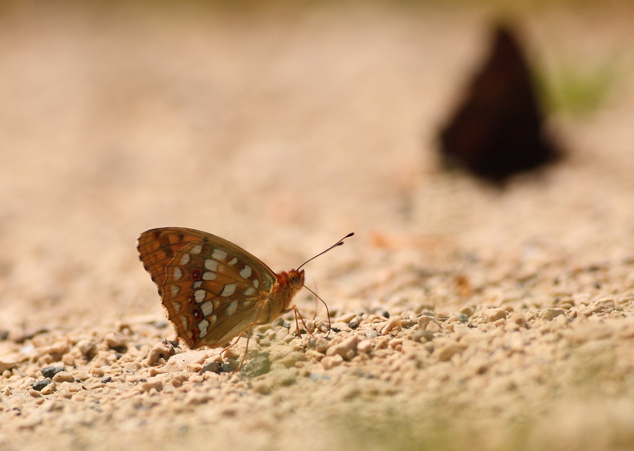 Argynnis adippe - ezüstös gyöngyházlepke