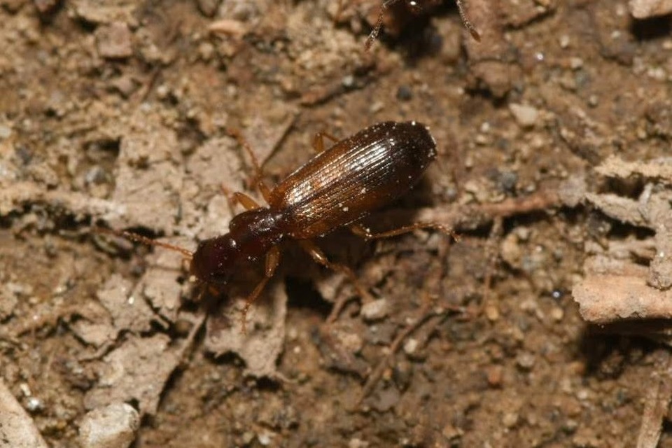 Paradromius linearis - karcsú kéregfutó