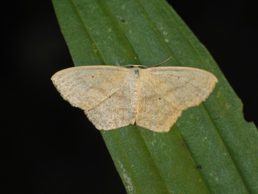 Scopula nigropunctata - feketepettyes araszoló