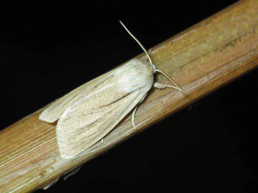 Simyra albovenosa - mocsári lándzsásbagoly