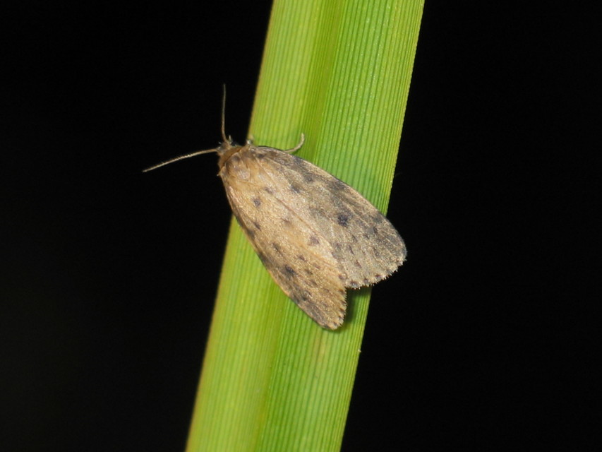 Thumata senex - mocsári medvelepke