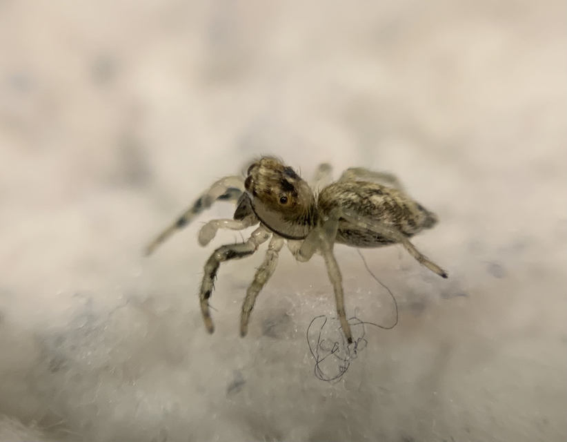 Phintella castriesiana - drávai ugrópók