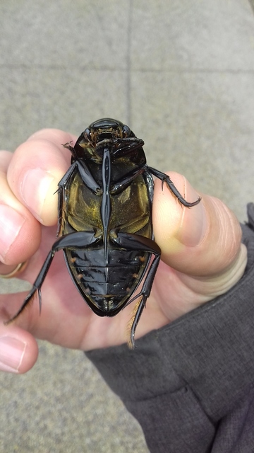 Hydrophilus piceus - közönséges óriáscsibor