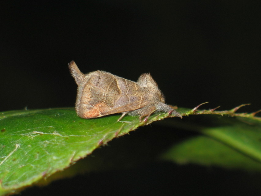 Clostera pigra - apró levélszövő