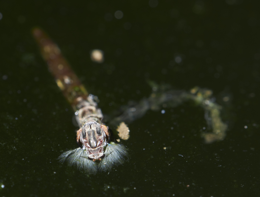 Chironomidae - árvaszúnyogok