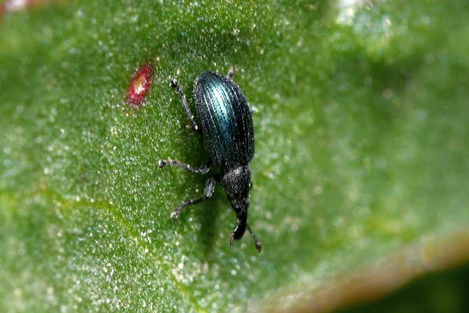 Perapion violaceum - sóska-cickányormányos Perapion violaceum - sóska-cickányormányos