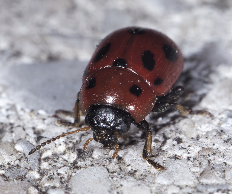 Gonioctena fornicata - közönséges lucernabogár