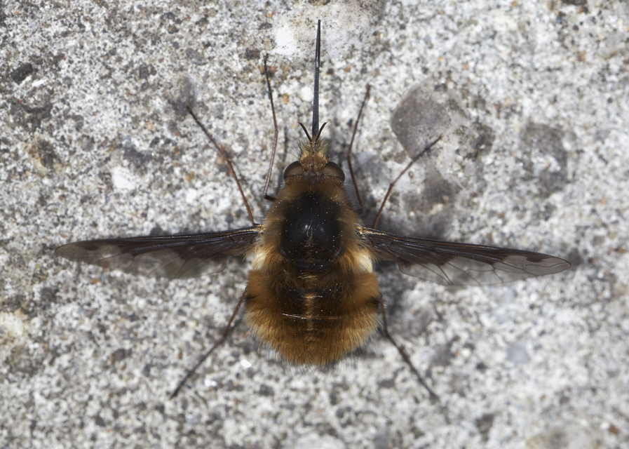 Bombylius major - szegélyes pöszörlégy