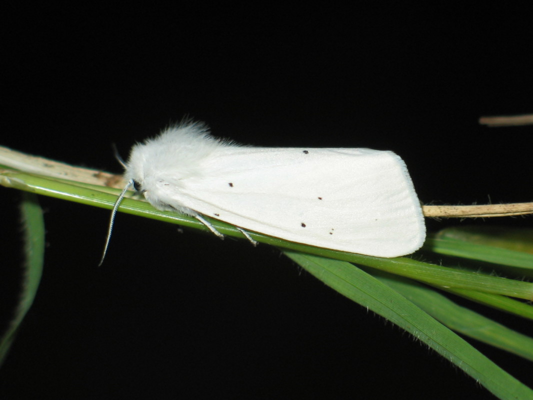 Spilosoma urticae - hószínű medvelepke