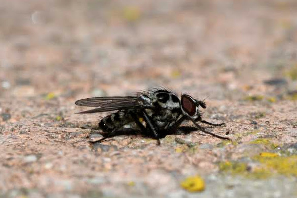Anthomyia pluvialis