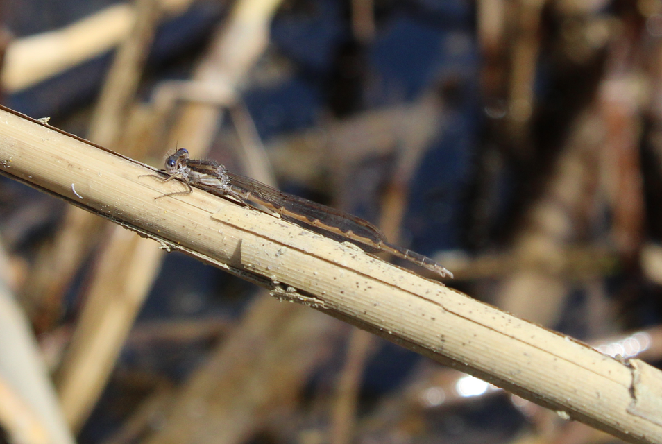 Sympecma fusca - téli rablószitakötő